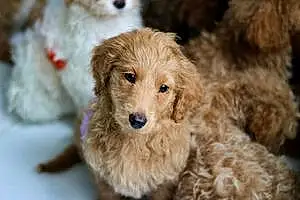 Name Goldendoodle Dog Lavender