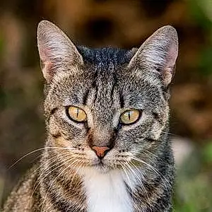 Name Cat Inca