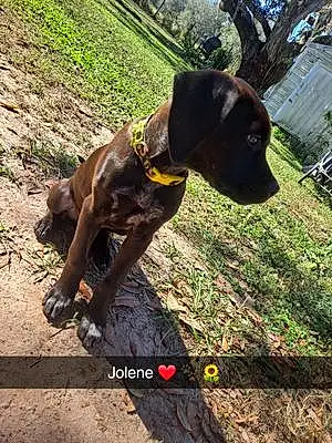 Name  Other Dog Jolene