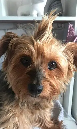 Name Yorkshire Terrier Dog Darcy