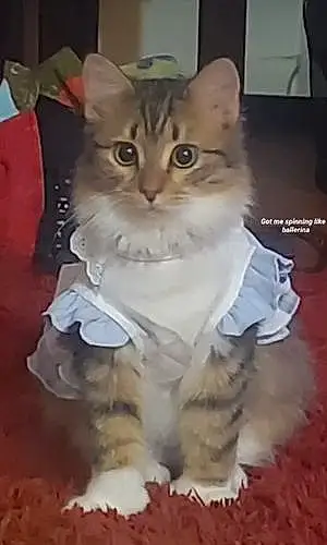 Name Tabby Cat Jane
