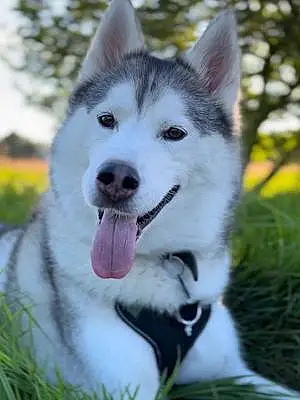Name Husky Dog Eclipse