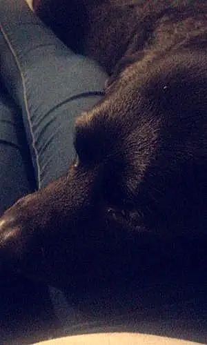 Name Labrador Retriever Dog Cassie