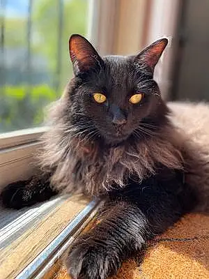 Name Maine Coon Cat Cyrus