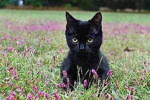 Name American Shorthair Cat Beanie