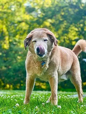 Name Labrador Retriever Dog Hector