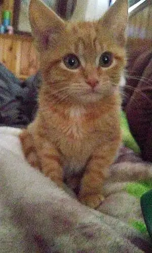 Name American Shorthair Cat Booger
