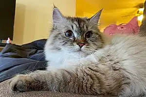 Name Siberian Cat Clover