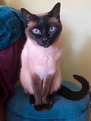 Name Siamese Cat Gigi