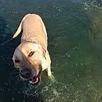 Water, Dog, Liquid, Carnivore, Dog breed, Fluid, Fawn, Companion dog, Snout, Canidae, Working Animal, Terrestrial Animal, Tail, Ball, Guard Dog, Circle, Lake, Reflection, Working Dog