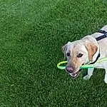 Dog, Dog breed, Carnivore, Fawn, Companion dog, Grass, Groundcover, Working Animal, Tail, Snout, Lawn, Pet Supply, Plant, Collar, Canidae, Grassland, Dog Collar, Dog Supply