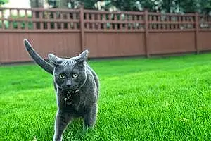 Name Russian Blue Cat Charcoal