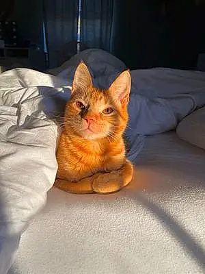 Name Cat Butters