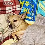 Dog, Dog Supply, Carnivore, Fawn, Chihuahua, Companion dog, Dog breed, Pet Supply, Comfort, Toy Dog, Snout, Linens, Font, Terrestrial Animal, Furry friends, Paw, Working Animal, Photo Caption, Bedding, Whiskers