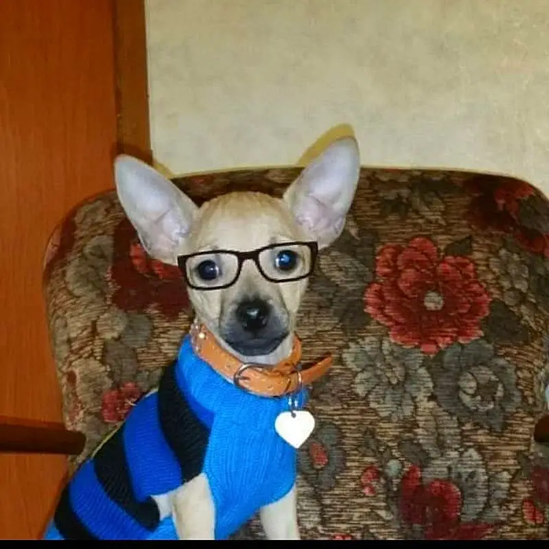 Head, Glasses, Dog, Dog breed, Carnivore, Dog Supply, Couch, Whiskers, Sleeve, Companion dog, Fawn, Working Animal, Snout, Tail, Toy Dog, Canidae, Electric Blue, Comfort, Furry friends