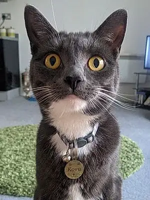 Name British Shorthair Cat Kovu