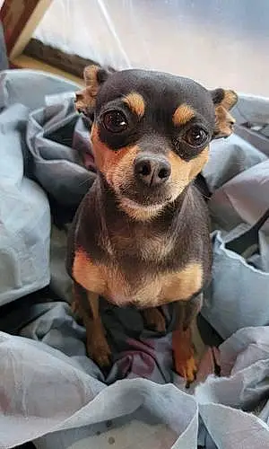 Name Chihuahua Dog Chevy