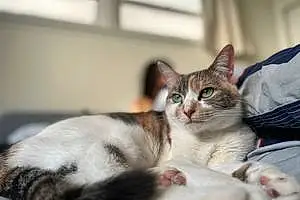 Name American Shorthair Cat Jasmine