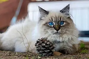 Siberian Cat Mushu