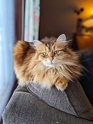 Siberian Cat Bisha