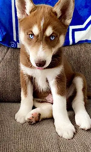Name Husky Dog Bleu