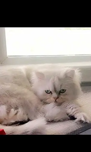 Name Persian Cat Kobe