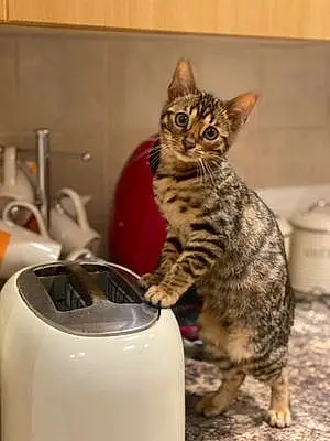 Name Bengal Cat Kit-kat