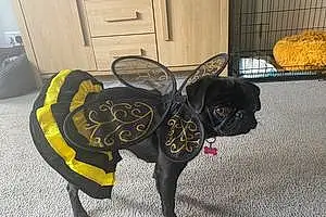 Name Pug Dog Bee