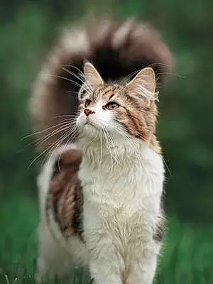 Name Maine Coon Cat Griffin