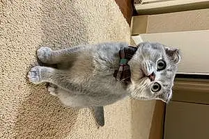 Scottish Fold Cat Cal