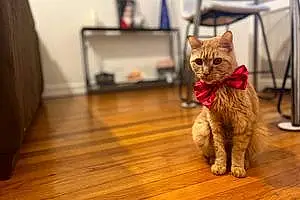 Name Tabby Cat Dior