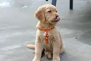 Name Golden Retriever Dog Levi