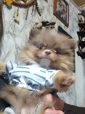 Pomeranian Dog Marli