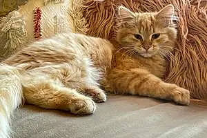 Siberian Cat Rory