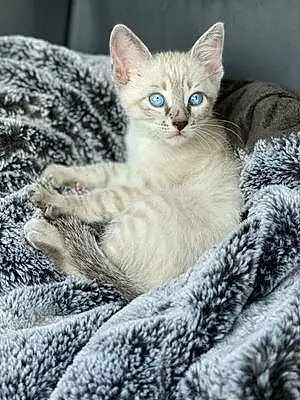 Name Siamese Cat Gypsy