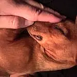 Hand, Dog, Dog breed, Carnivore, Cloud, Gesture, Finger, Whiskers, Nail, Companion dog, Fawn, Thumb, Wrinkle, Comfort, Working Animal, Snout, Wood, Eyelash, Human Leg
