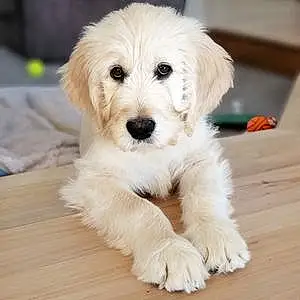 Name Goldendoodle Dog Doc