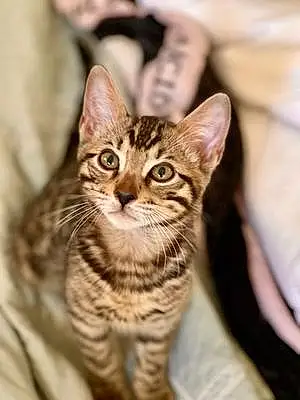 Name Bengal Cat Appa