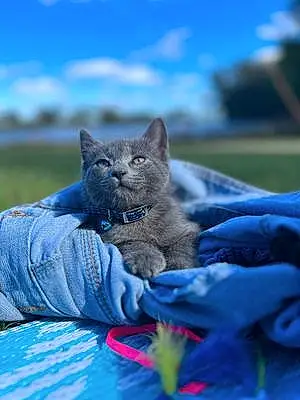 Name Russian Blue Cat Ares
