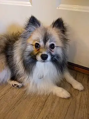 Pomeranian Dog Mister Pickles