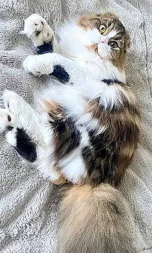 Scottish Fold Cat Luno
