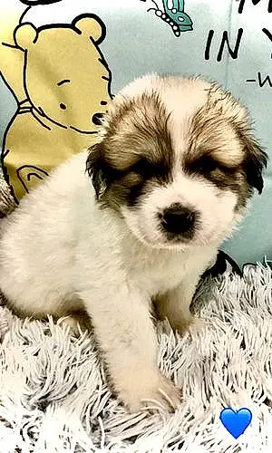 Name Great Pyrenees Dog Finley