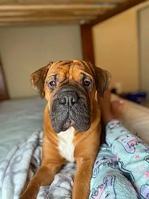Boxer Dog Brooklyn