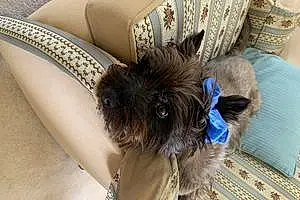Name Cairn Terrier Dog Alfred