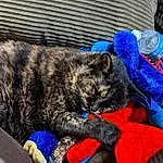 Cat, Comfort, Felidae, Carnivore, Small To Medium-sized Cats, Whiskers, Snout, Tail, Electric Blue, Paw, Furry friends, Domestic Short-haired Cat, Claw, Lap, Foot, Terrestrial Animal, Nap, Dog breed, Black cats, Sleep