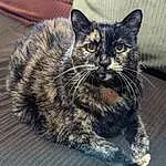 Cat, Carnivore, Felidae, Automotive Tire, Whiskers, Small To Medium-sized Cats, Snout, Paw, Domestic Short-haired Cat, Furry friends, Terrestrial Animal, Tail, Sitting, Claw, Grass, Road Surface, Couch, Black & White