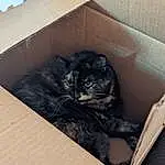 Cat, Felidae, Carnivore, Shipping Box, Small To Medium-sized Cats, Wood, Grey, Whiskers, Box, Window, Packaging And Labeling, Comfort, Carton, Cardboard, Domestic Short-haired Cat, Tail, Furry friends, Hardwood, Room, Paper Product