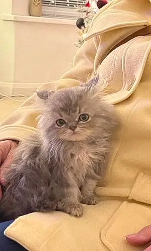 Name Persian Cat Bowie