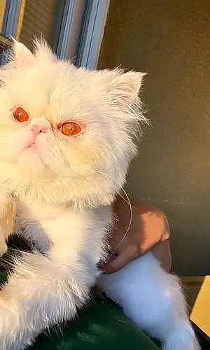 Name Persian Cat Kiwi