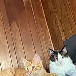 Cat, Comfort, Felidae, Wood, Carnivore, Small To Medium-sized Cats, Fawn, Whiskers, Hardwood, Tail, Wood Stain, Furry friends, Domestic Short-haired Cat, Paw, Lap, Sitting, Plank, Wood Flooring, Claw